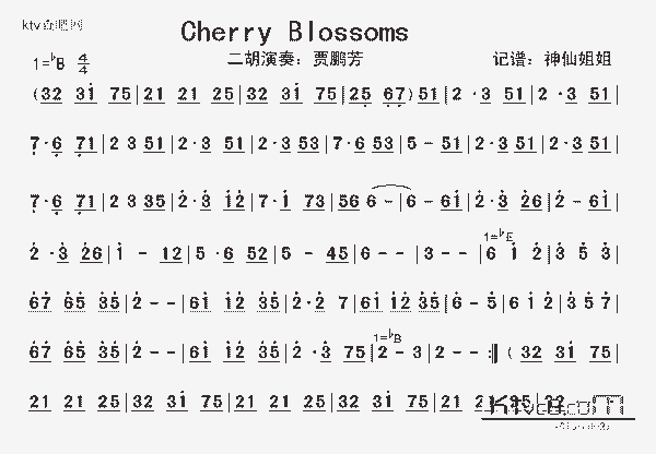 Cherry Blossoms