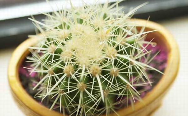 仙人球怎么养长得快 养殖方法_注意事项