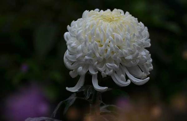 盆栽菊花怎么养