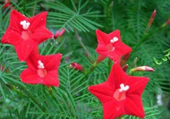 茑萝的养殖方法