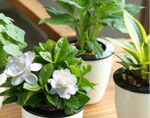 网购盆栽花卉什么季节最合适?需要注意哪些问题