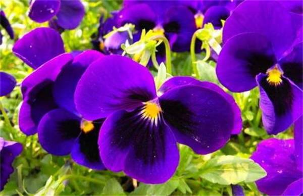 三色堇秋天的养殖方法