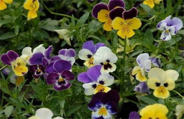 三色堇秋天的养殖方法