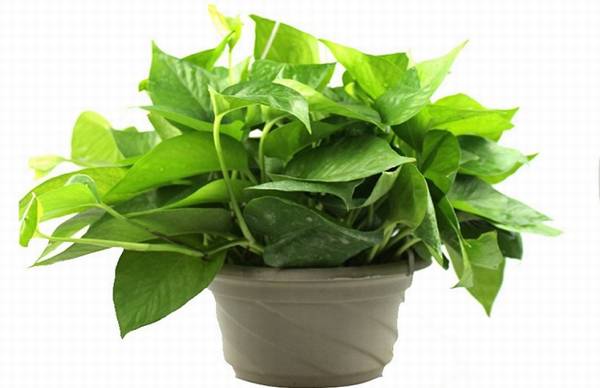 小花盆适合养什么花