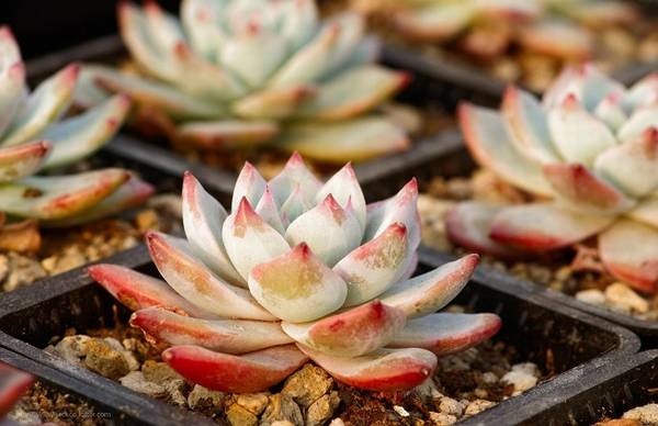 小花盆适合养什么花