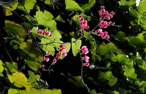 珊瑚藤的养殖方法和注意事项