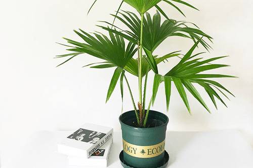 1570262151216277.jpg 蒲葵怎么养 这些要点禁忌要知道