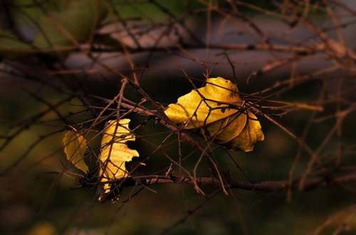 1567060675132055.jpg 秋天养花要注意什么