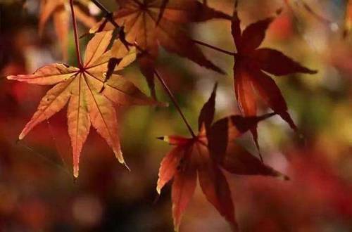 1567060703103018.jpg 秋天养花要注意什么