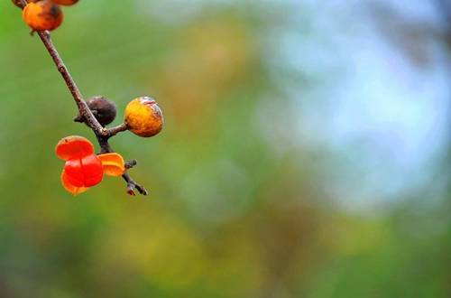 1567060711987407.jpg 秋天养花要注意什么