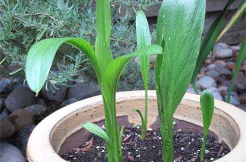 1501151108111021.jpg 马蹄莲怎么养_养殖方法和注意事项