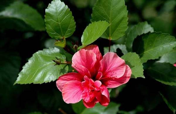 桑叶牡丹盆栽的养殖方法