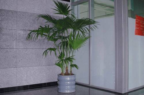 1570262160111727.jpg 蒲葵怎么养 这些要点禁忌要知道