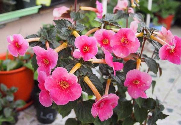 长筒花怎么养好 分享7个实用养护建议