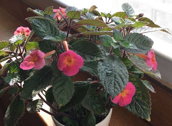 长筒花怎么养好 分享7个实用养护建议