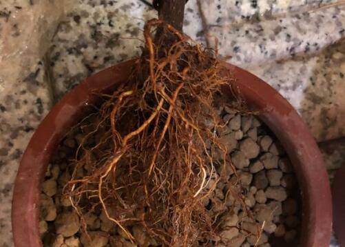 给花卉换盆一定要洗根吗