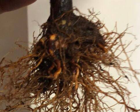 给花卉换盆一定要洗根吗