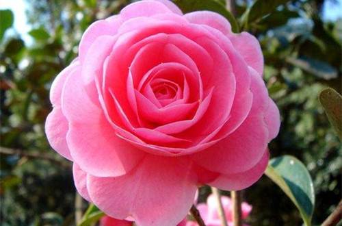 1516709265105595.jpg 茶花的施肥时间 茶花用什么肥料好