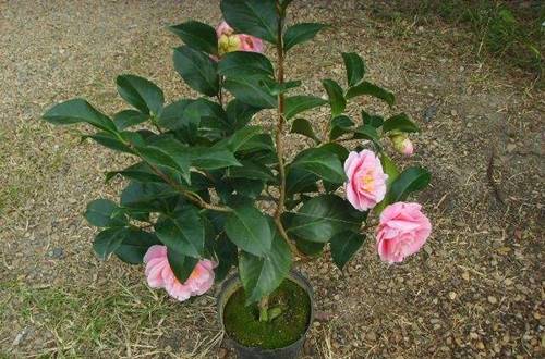 1516709313130902.jpg 茶花的施肥时间 茶花用什么肥料好