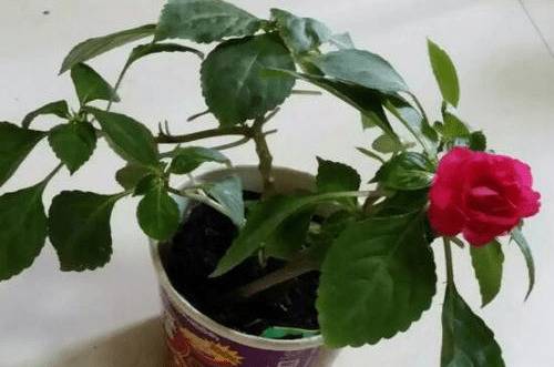 1570338014688981.jpg 非洲凤仙花的养殖技巧