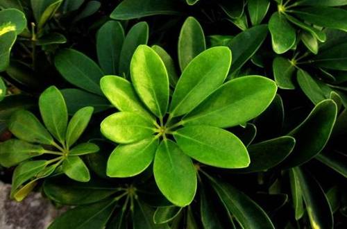 1565272203996013.jpg 盆栽鸭掌木怎么养茂盛