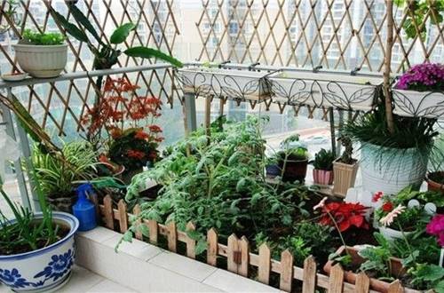1524132746116456.jpg 阳台花卉的越冬技巧和注意事项