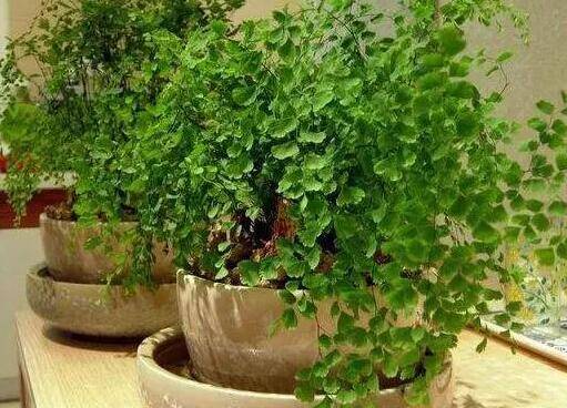 家庭盆景安全越冬技巧