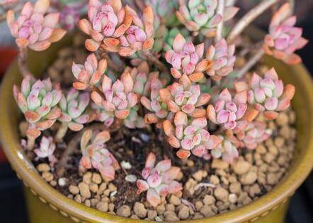 多肉植物用什么土养得好