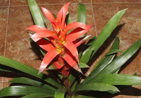 移栽鸿运当头幼苗的移栽养护方法