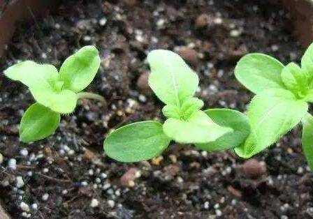 给盆栽花卉施肥的几点注意事项