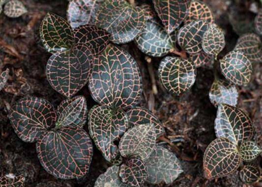 金线莲好养吗?养殖环境条件须知