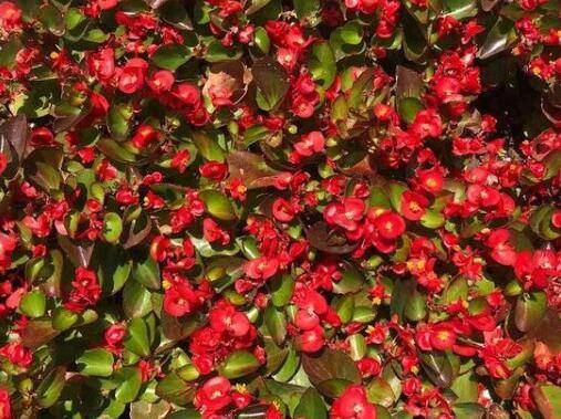 玻璃海棠的几点养护常识