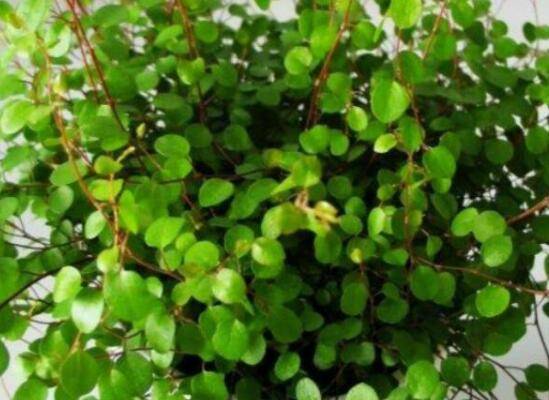 养好盆栽铁线兰的养殖要点