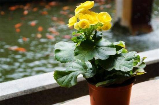 家庭冬天必看养花方法