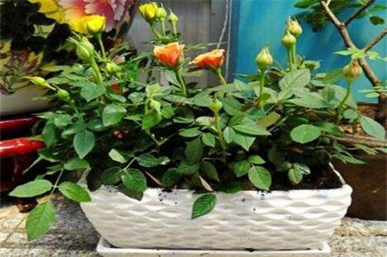 家庭冬天必看养花方法