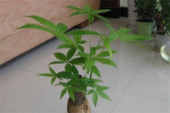 发财树怎么养好,5个要点教你养出茂盛发财树