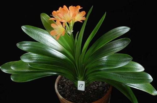 1531360656534239.jpg 火山石可以养君子兰吗?火山石对君子兰有什么好处