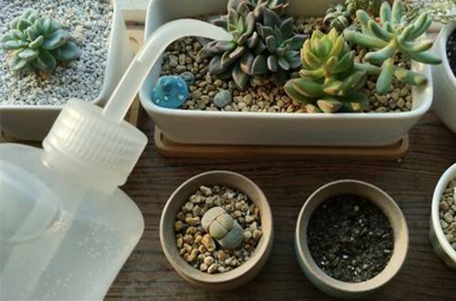 1516869928994034.jpg 家中没人怎么给花卉浇水