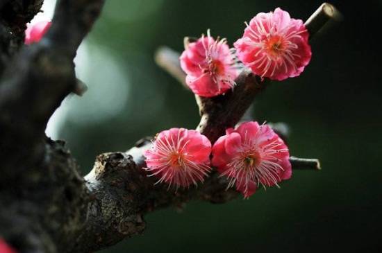 刚买的红梅盆栽正确养殖方法