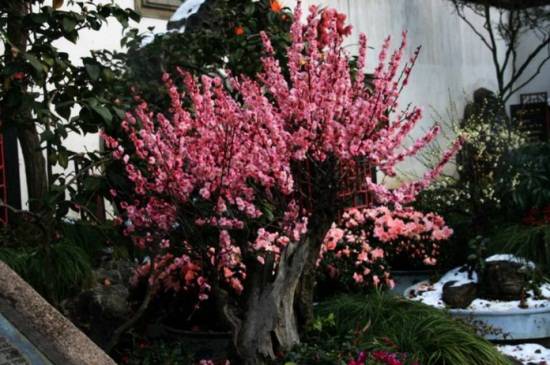 刚买的红梅盆栽正确养殖方法