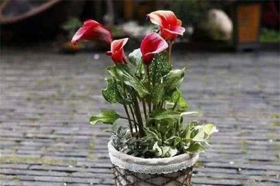 彩色马蹄莲能养活几年?养护技巧注意