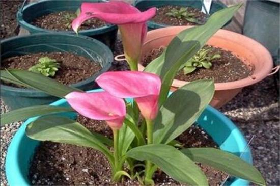 彩色马蹄莲能养活几年?养护技巧注意