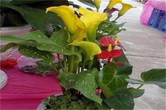 彩色马蹄莲能养活几年?养护技巧注意