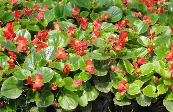 盆栽四季海棠的养殖方法和注意事项