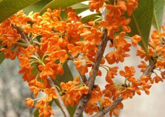 盆栽丹桂的种植养护方法