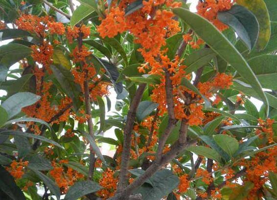 盆栽丹桂的种植养护方法