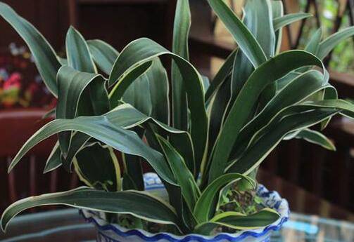 盆栽银边万年青的日常养护方法