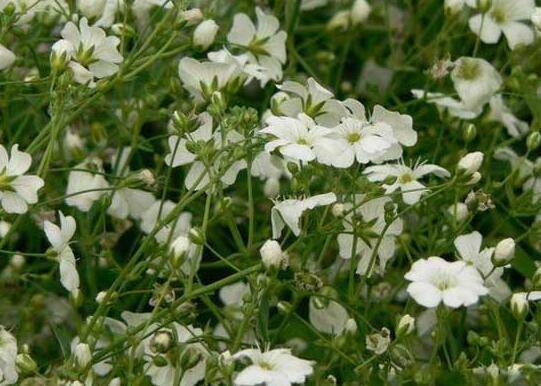 满天星养殖上要注意的几个关键点