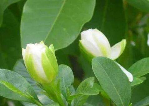 微型栀子花的7点养护经验分享