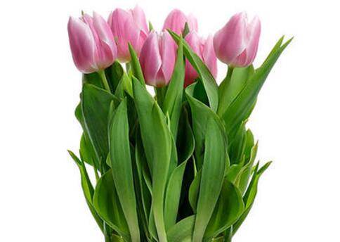 盆栽郁金香的日常养护技巧